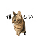 ミルク カギシッポの猫 2（個別スタンプ：2）