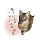 ミルク カギシッポの猫 2（個別スタンプ：3）