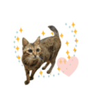 ミルク カギシッポの猫 2（個別スタンプ：4）