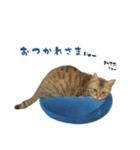 ミルク カギシッポの猫 2（個別スタンプ：5）