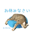 ミルク カギシッポの猫 2（個別スタンプ：7）