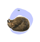 ミルク カギシッポの猫 2（個別スタンプ：9）