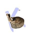 ミルク カギシッポの猫 2（個別スタンプ：10）