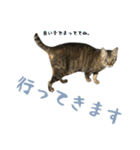 ミルク カギシッポの猫 2（個別スタンプ：11）