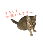 ミルク カギシッポの猫 2（個別スタンプ：12）