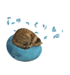 ミルク カギシッポの猫 2（個別スタンプ：13）