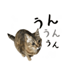 ミルク カギシッポの猫 2（個別スタンプ：15）