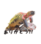 デイリーホルス（個別スタンプ：2）