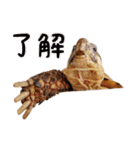 デイリーホルス（個別スタンプ：5）