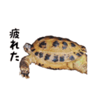 デイリーホルス（個別スタンプ：6）