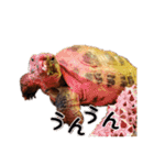 デイリーホルス（個別スタンプ：12）