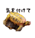 デイリーホルス（個別スタンプ：17）