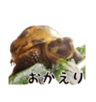 デイリーホルス（個別スタンプ：18）
