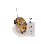 デイリーホルス（個別スタンプ：19）