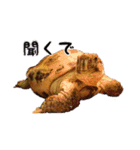 デイリーホルス（個別スタンプ：20）