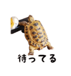 デイリーホルス（個別スタンプ：21）