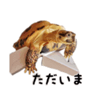 デイリーホルス（個別スタンプ：23）