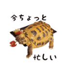 デイリーホルス（個別スタンプ：25）