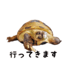 デイリーホルス（個別スタンプ：30）