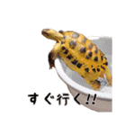 デイリーホルス（個別スタンプ：33）