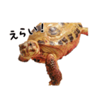 デイリーホルス（個別スタンプ：35）