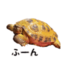 デイリーホルス（個別スタンプ：37）