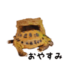 デイリーホルス（個別スタンプ：38）