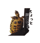 デイリーホルス（個別スタンプ：39）
