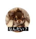 トッティのスタンプ（個別スタンプ：1）