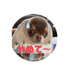 トッティのスタンプ（個別スタンプ：4）