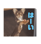 トッティのスタンプ（個別スタンプ：6）