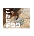 トッティのスタンプ（個別スタンプ：8）