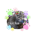 かりん(マンチカン)スタンプ（個別スタンプ：1）
