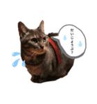 かりん(マンチカン)スタンプ（個別スタンプ：2）