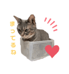 かりん(マンチカン)スタンプ（個別スタンプ：5）