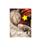 かりん(マンチカン)スタンプ（個別スタンプ：7）