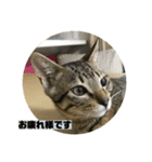敬語ねこねこ（個別スタンプ：2）