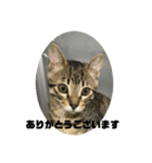 敬語ねこねこ（個別スタンプ：3）