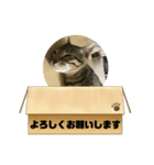 敬語ねこねこ（個別スタンプ：4）