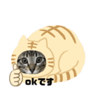 敬語ねこねこ（個別スタンプ：5）