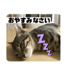 敬語ねこねこ（個別スタンプ：6）