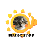 敬語ねこねこ（個別スタンプ：7）