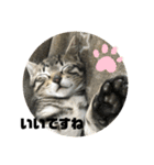 敬語ねこねこ（個別スタンプ：8）