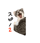 日常会話(サメ)（個別スタンプ：14）