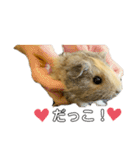 ❤︎モルモットたちの日常❤︎（個別スタンプ：8）