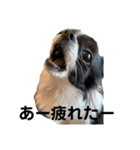 チワワのちくわ③（個別スタンプ：6）