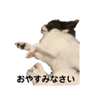 チワワのちくわ③（個別スタンプ：7）