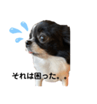 チワワのちくわ③（個別スタンプ：9）