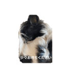 チワワのちくわ③（個別スタンプ：10）