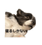 チワワのちくわ③（個別スタンプ：11）
